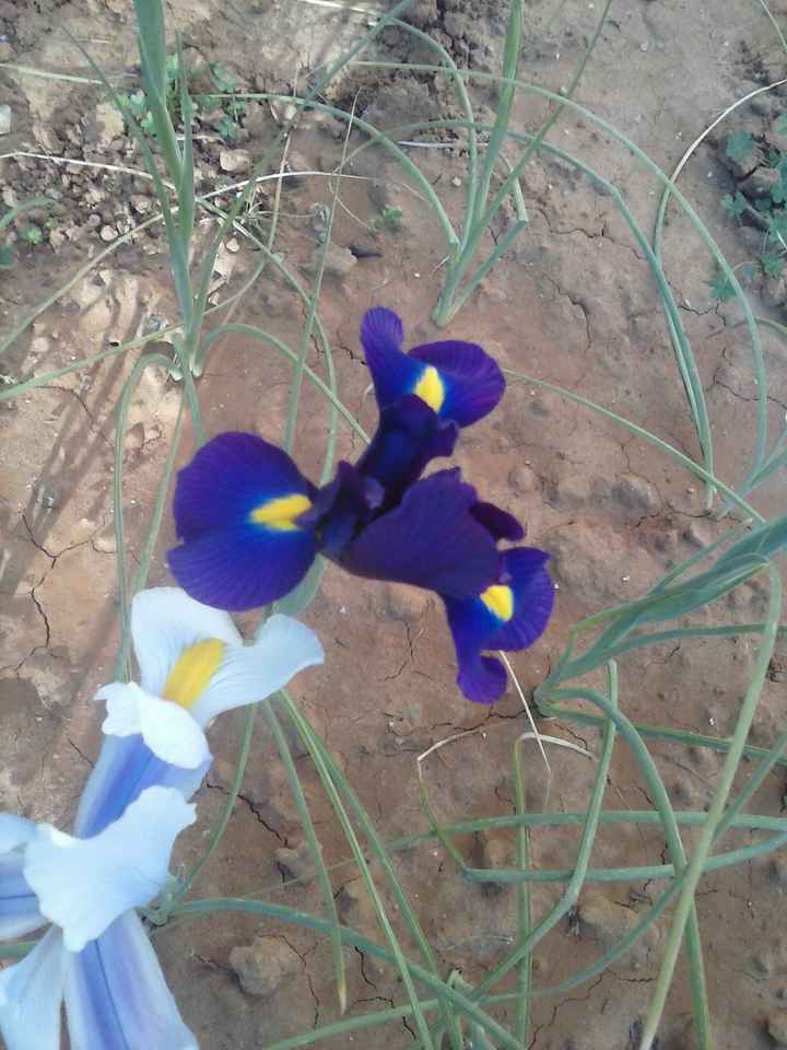 gli iris blu e azzurri del mio giardino
