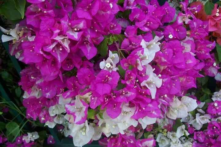 bouganville