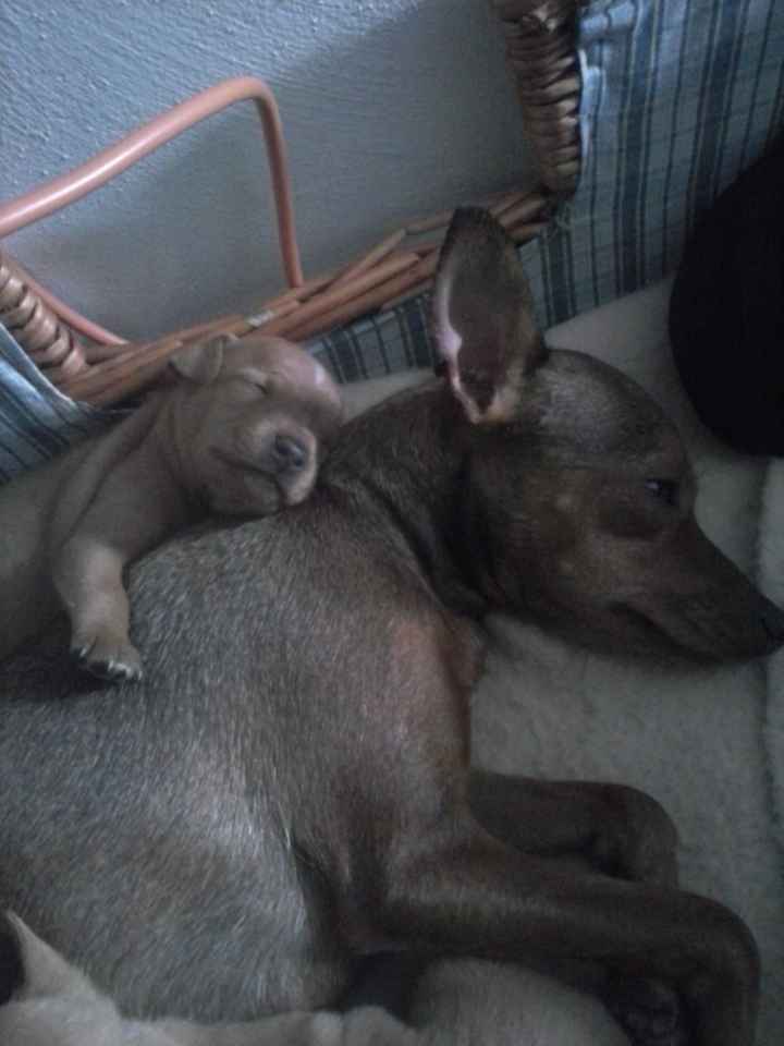 i cuccioli della mia piccola