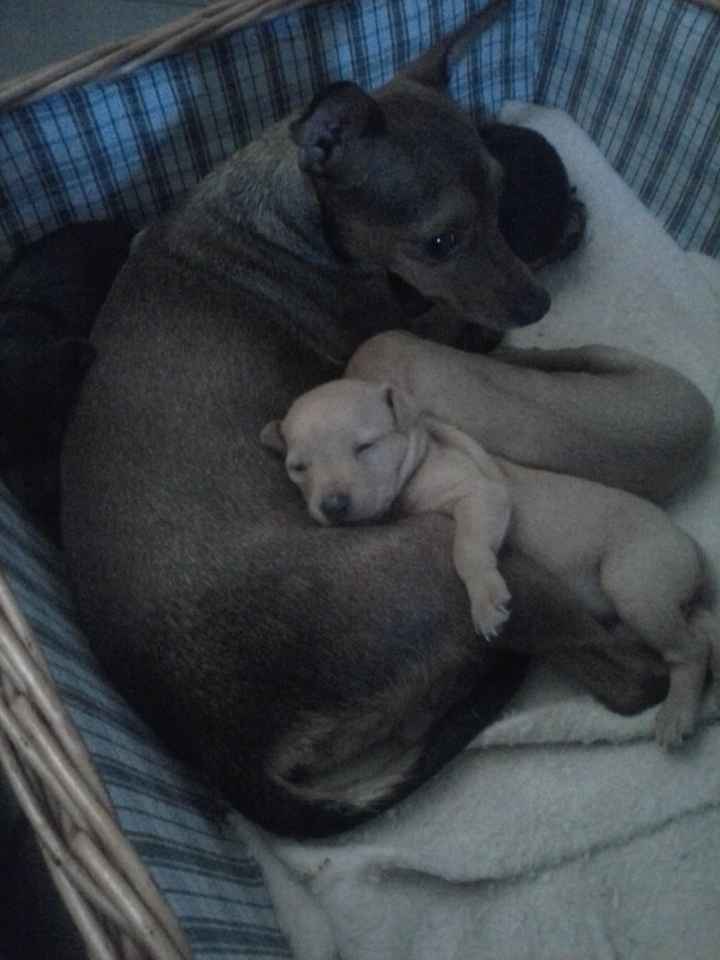 i cuccioli della mia piccola