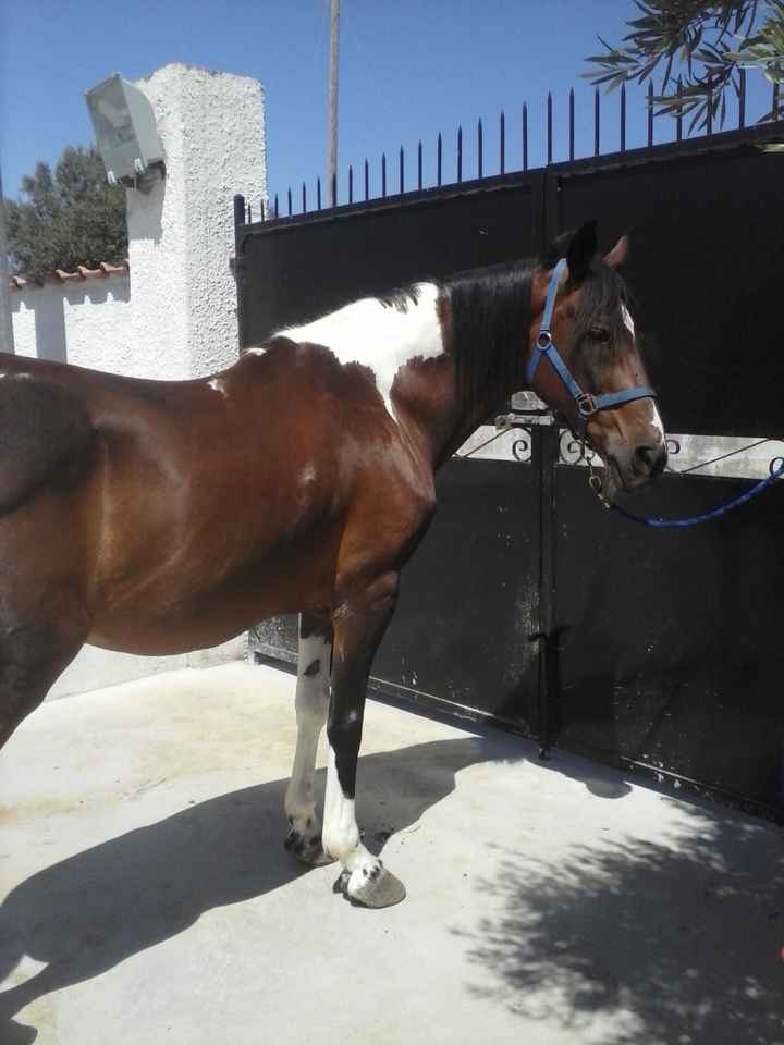 pegaso