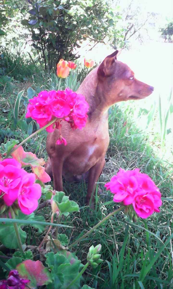 la mia cucciola