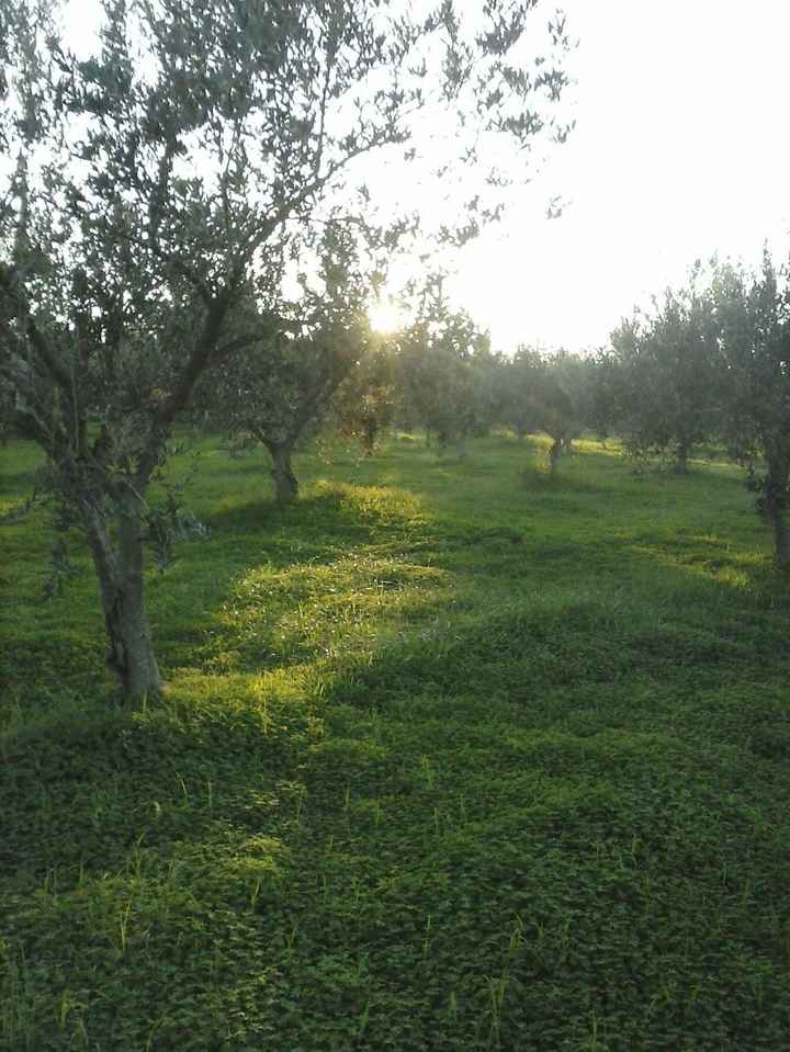 giardino di casa nostra