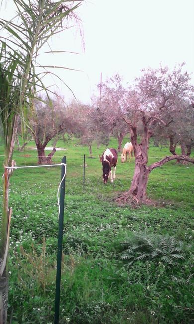 giardino di casa nostra