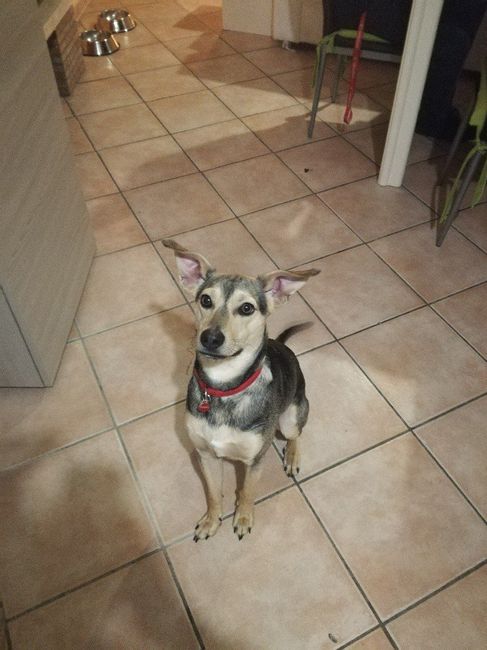 Convivenze pelose!🐶🐱🐹🐰 - 1