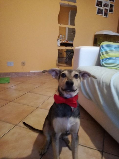 i miei super elegantissimi cagnoni! - 1