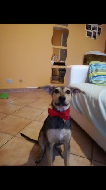 Cercasi dogsitter topic lungo - 1