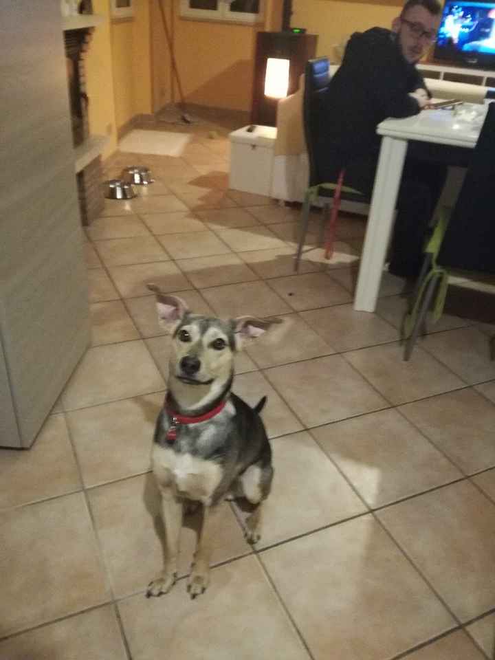 🐕🐕💜💙my labradors! Macsy & Eveline! - 1