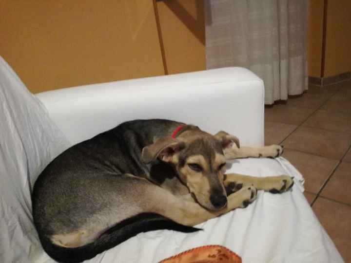  La famiglia si allarga.... - 4