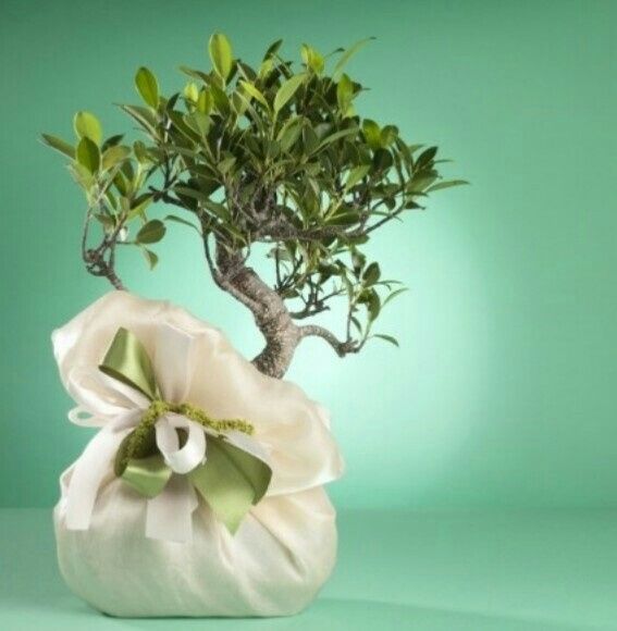 Idee per le bomboniere?? - 2