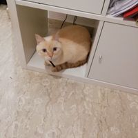 Mi presentate i vostri amici a 4 zampe?! 😃 - 1