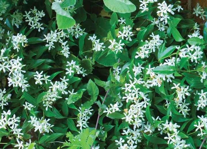 Sfondo per le partecipazioni