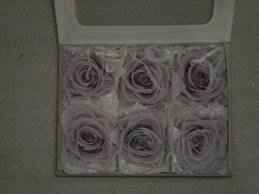 rosee
