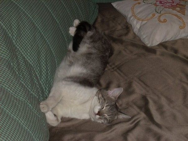 stella