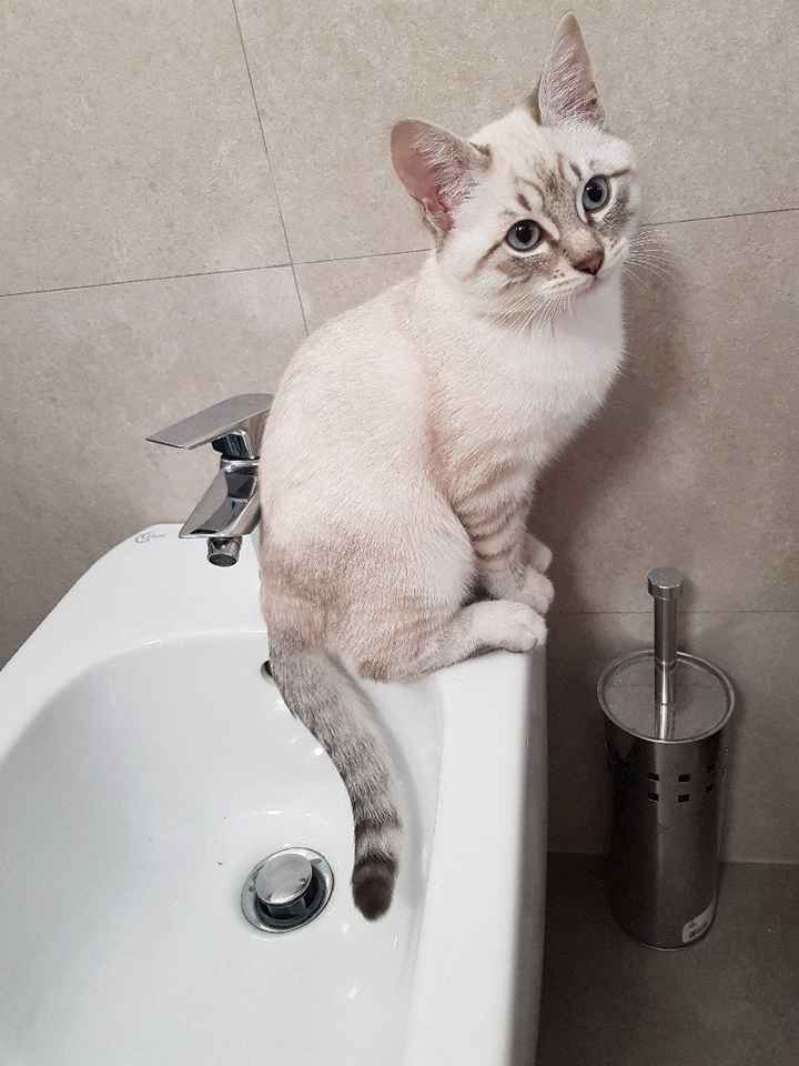  La famiglia si allarga 😂 - 1