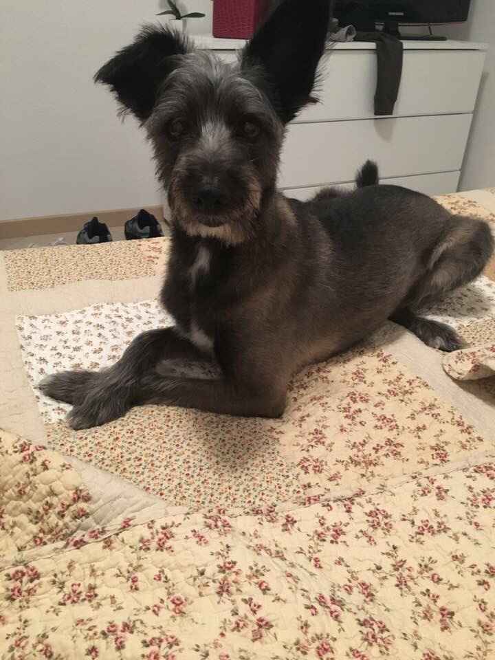  i nostri animali ♥️ - 1