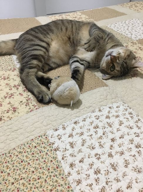  Matrimoni e animali! - 1