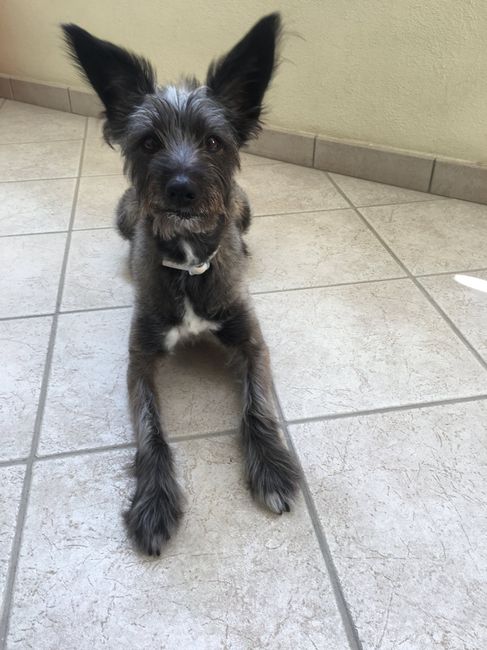  Matrimoni e animali! - 2