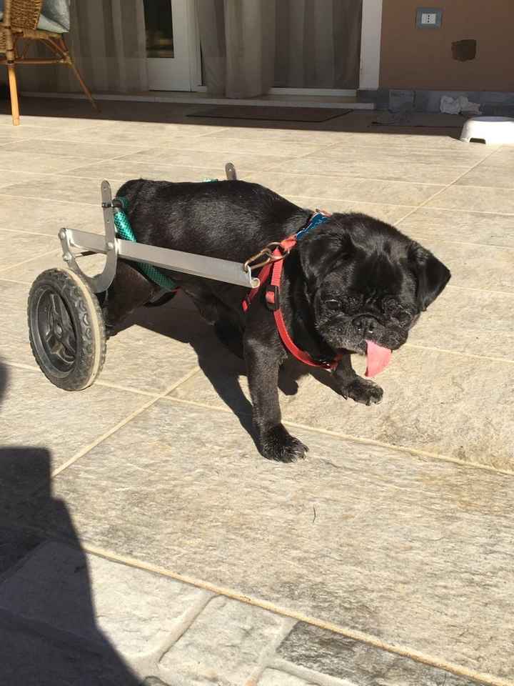 Amanti degli animali - 3