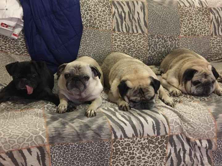 Cani al matrimonio - 1