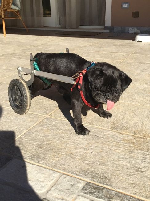 Amanti degli animali - 3