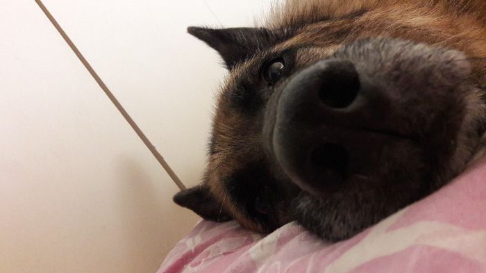 i nostri cuccioli😍 - 1