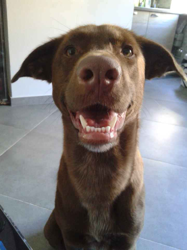 Raccolta di foto con i nostri animali - 1