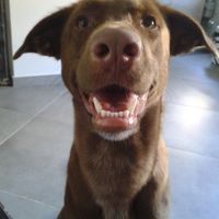 Raccolta di foto con i nostri animali - 1