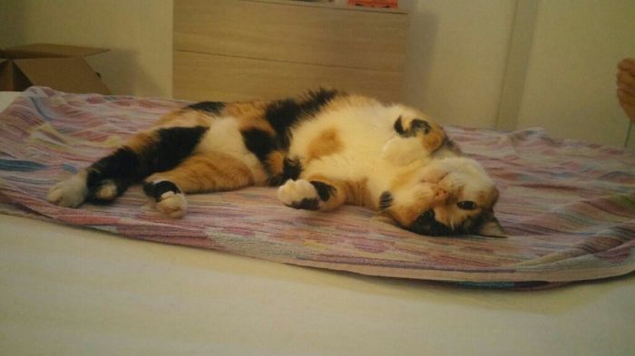 Convivenze pelose!🐶🐱🐹🐰 - 1