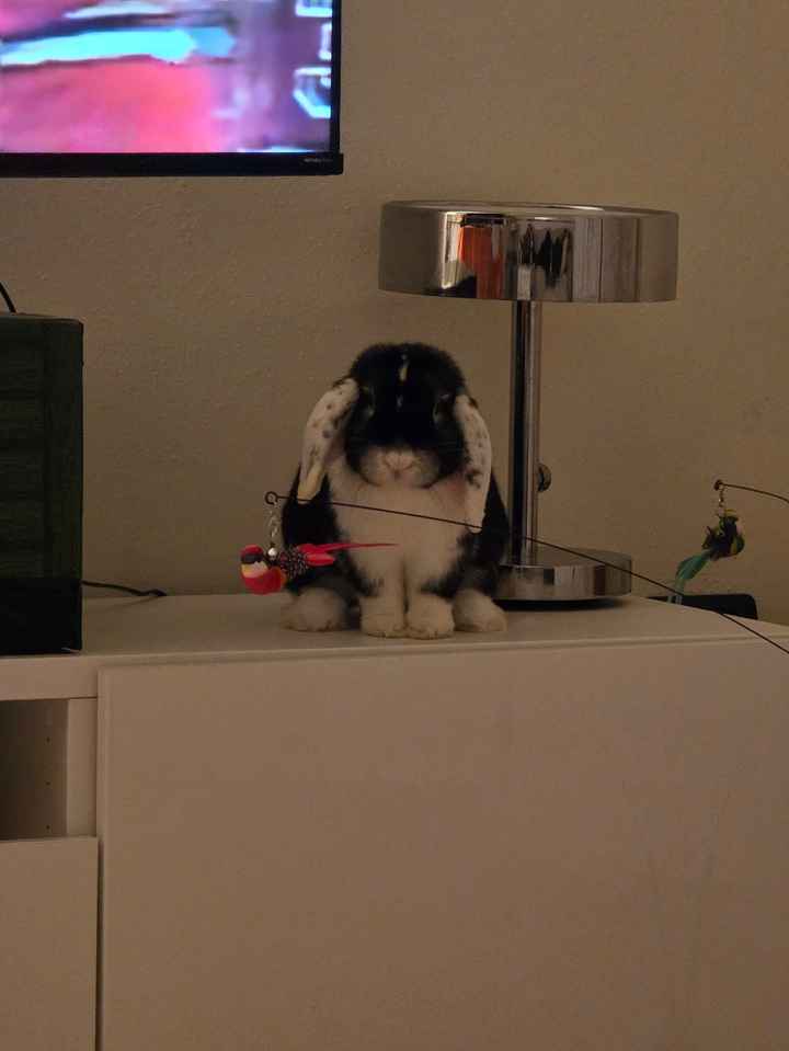 Animali al matrimonio - 1