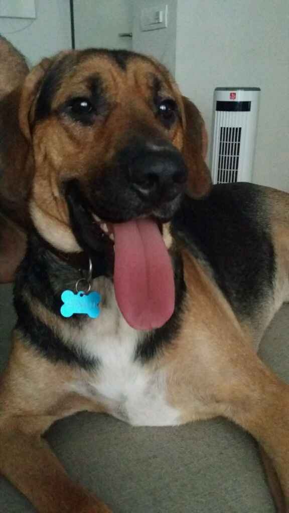 Consiglio razza cane!!!!!! - 1