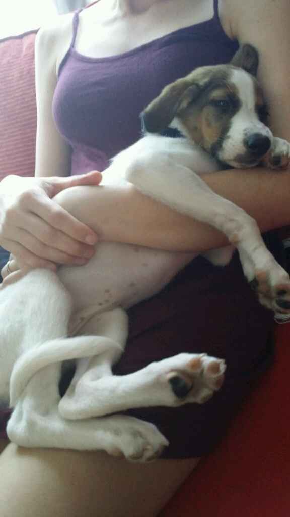 Consiglio razza cane!!!!!! - 2