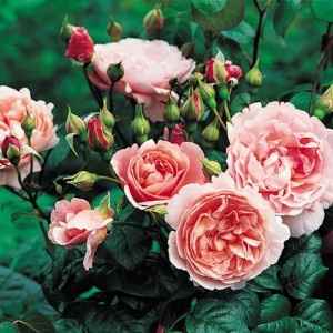 Fiori tema londra - 1