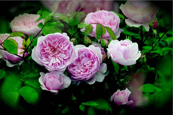 Fiori tema londra - 2