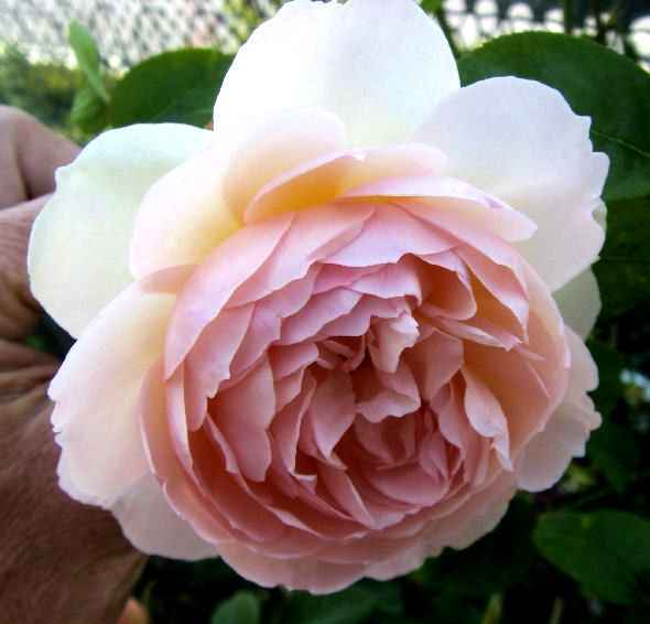 Fiori tema londra - 3