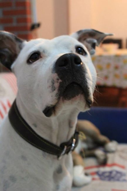 Too cute: i vostri amici animali - 0