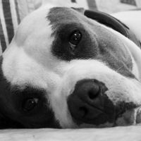 Too cute: i vostri amici animali - 9