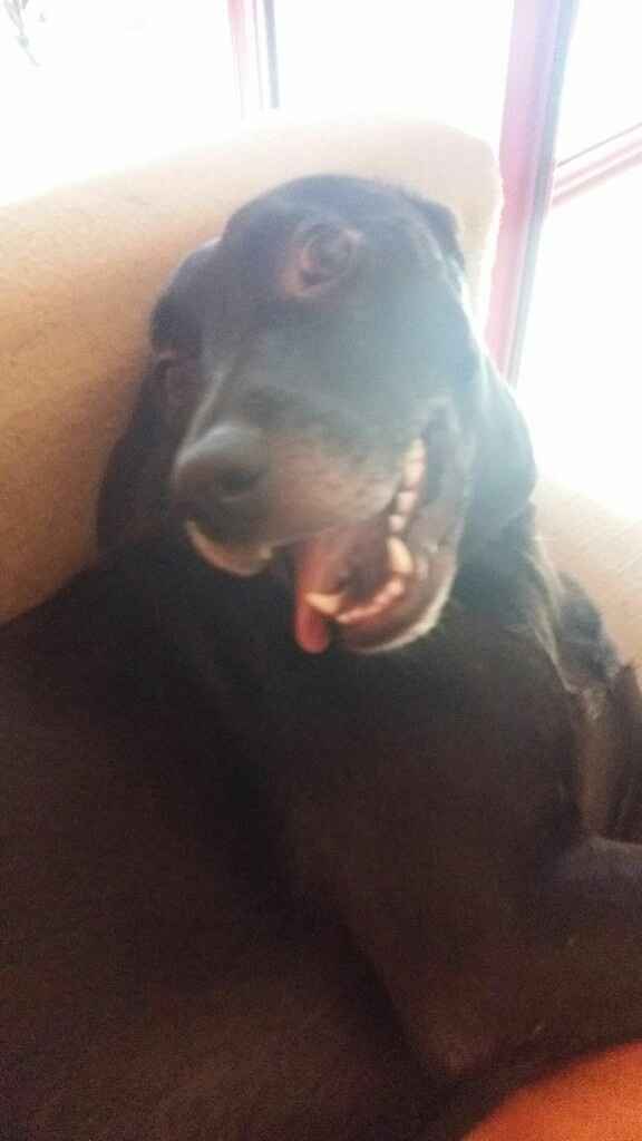 Pelosi alla riscossa! :) chi portera' il suo amico peloso al matrimonio? - 1