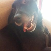 Pelosi alla riscossa! :) chi portera' il suo amico peloso al matrimonio? - 1