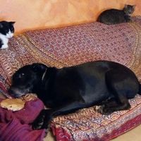 Vi presento nina! - 1