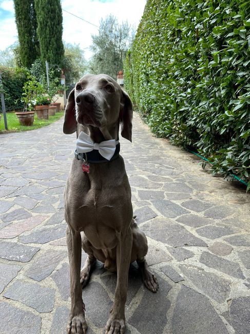 Animali domestici 🐕 🐱 1