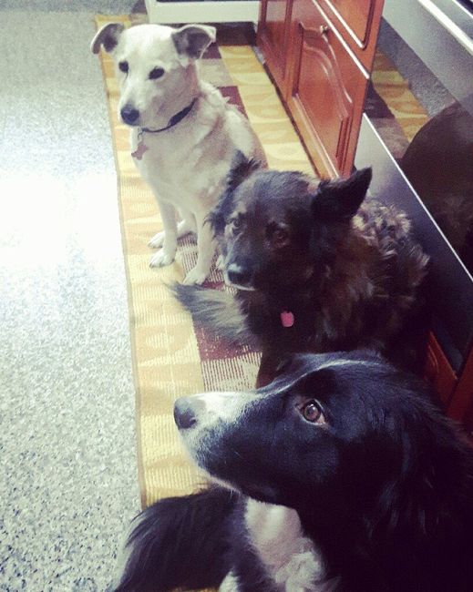  Cucciolo in famiglia - 1