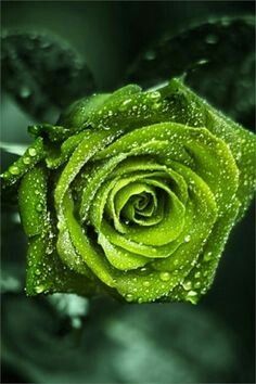 Rose emerald... - 1
