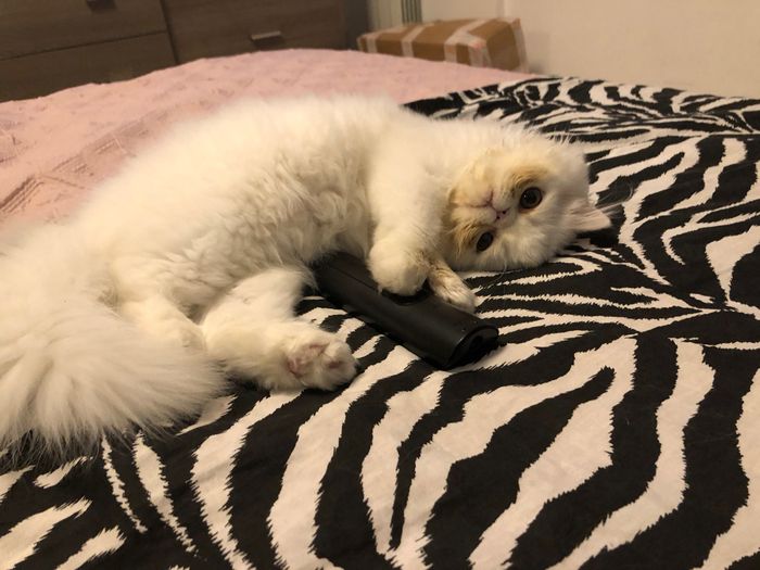 Mi presentate i vostri amici a 4 zampe?! 😃 10