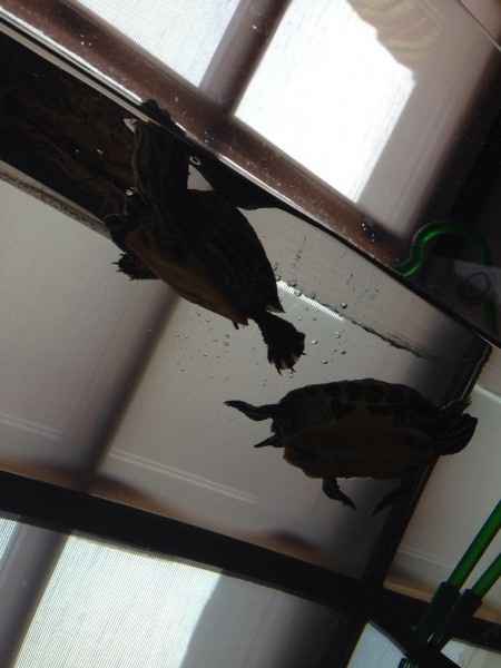 Le foto dei vostri animali - 1