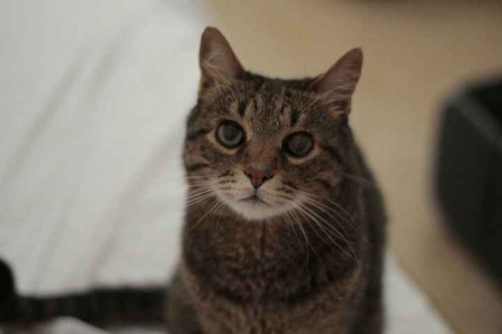 Vivere anche con un amico a quattro zampe... - 1