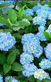  Consiglio scelta fiori - 1