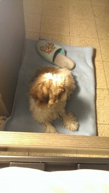 Vi presento la nostra cucciola!!!! - 2