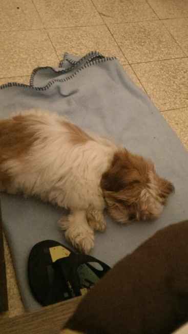 Vi presento la nostra cucciola!!!! - 1