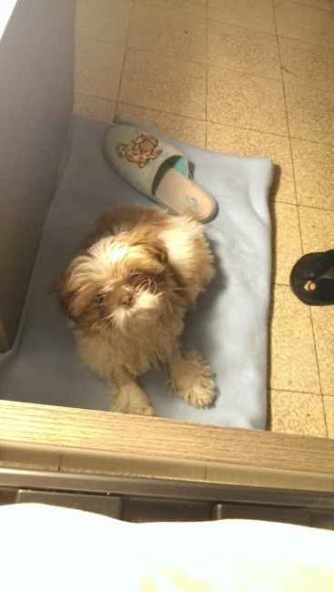 Vi presento la nostra cucciola!!!! - 4